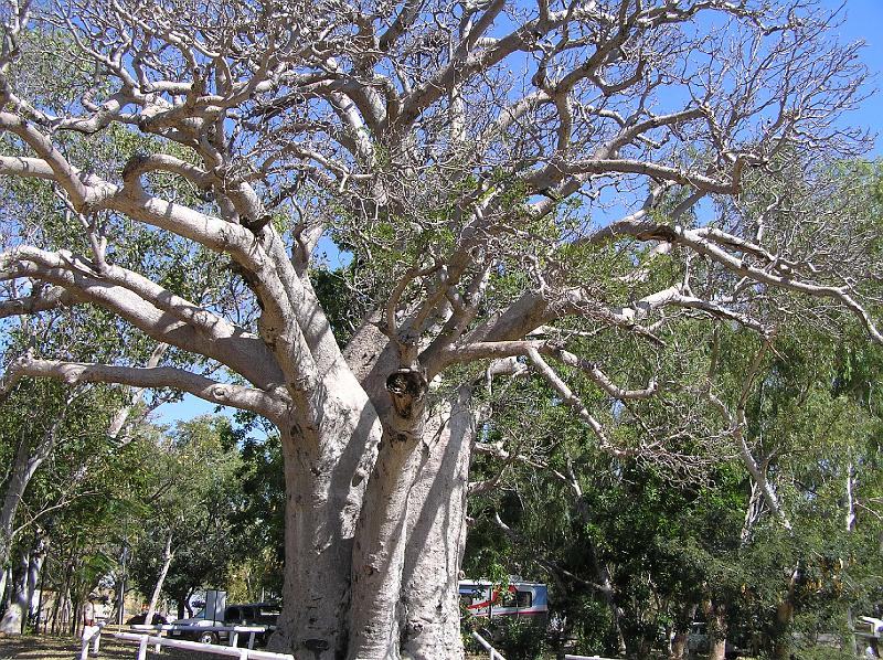 200Jahre_alteR_Boab_Baum_Wyndham_WA.jpg - Der Boab Baum ist leicht zu erkennen durch den geschwollenen Stamm, der dem Baum ein flaschenartiges Aussehen gibt. Dieser hier in Wyndham W.A. ist über 200 Jahre alt. Er tritt in der Kimberley-Region von West-Australien, Osten und in den Northern Territory auf. Es ist die einzige Boab Art in Australien, die anderen sind in Madagaskar (sechs Arten) und in Afrika (eine Art).