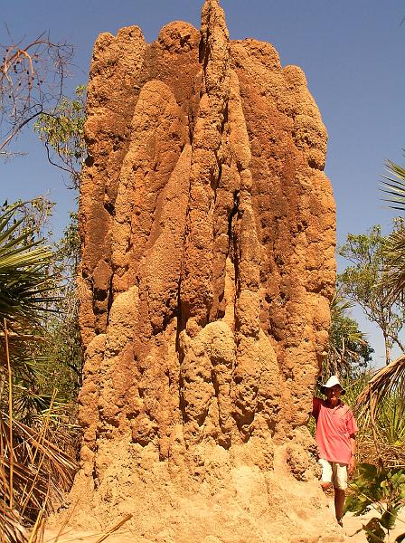 termiten_huegel_litchfield_nt..jpg - Ein 6 Meter hoher Termitenhuegel im Litchfield-Nationalpark , 128 km suedlich der Stadt Darwin.