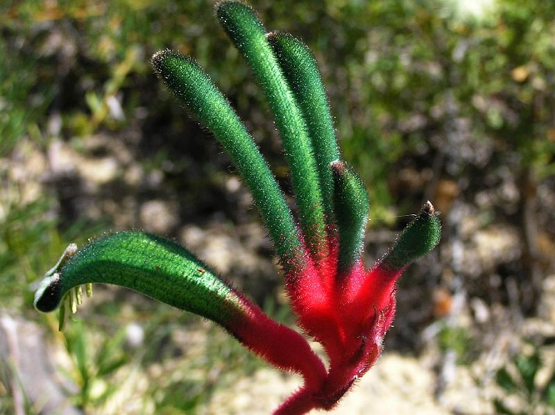 Kangaroo_Paws.jpg - Kangaroo Paw ist im Suedwesten von Australien zuhause. Wenn man die Blueten betrachtet, versteht man, warum sie diesen Namen haben: Sie sehen wie kleine Kaenguruhpfoten aus.