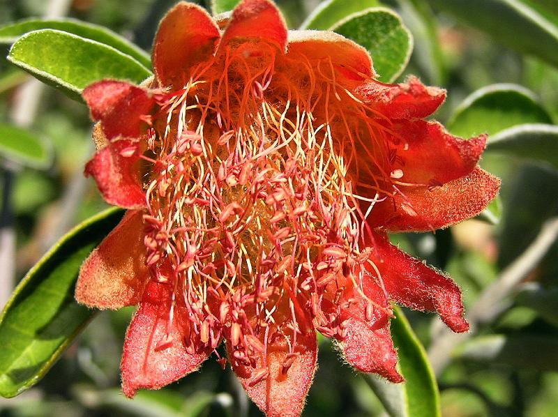 Murchison_Bluete.jpg - Wildblume aus dem Kalbarri National Park.