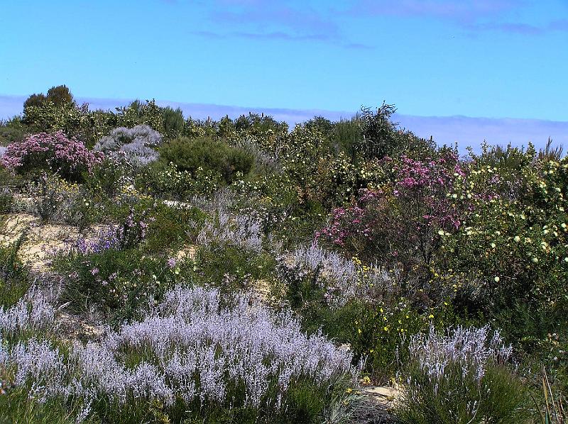 Wildflowers_W_A.jpg - "Wildflower Way"  Wildblumen am Highway