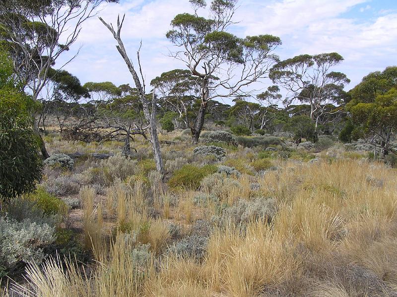 bushlandhighwaysa.jpg - Buschland entlang des  Highway zwischen Perth und Adelaide
