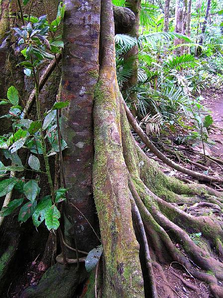 Atherton_Tableland_Qld_Rainforest.jpg - Feigenbäume im dichten Hochlandregenwald von Queensland.