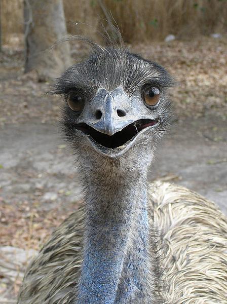 Emu.jpg - Neugireriger Emu