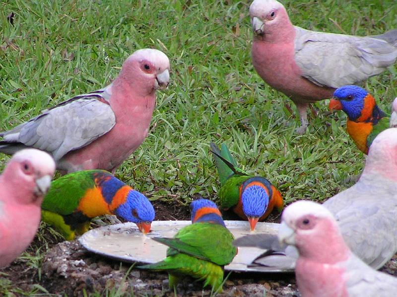 Parakeet_Parrots.jpg - Parakeet und Parrots gemeinsam beim fressen.