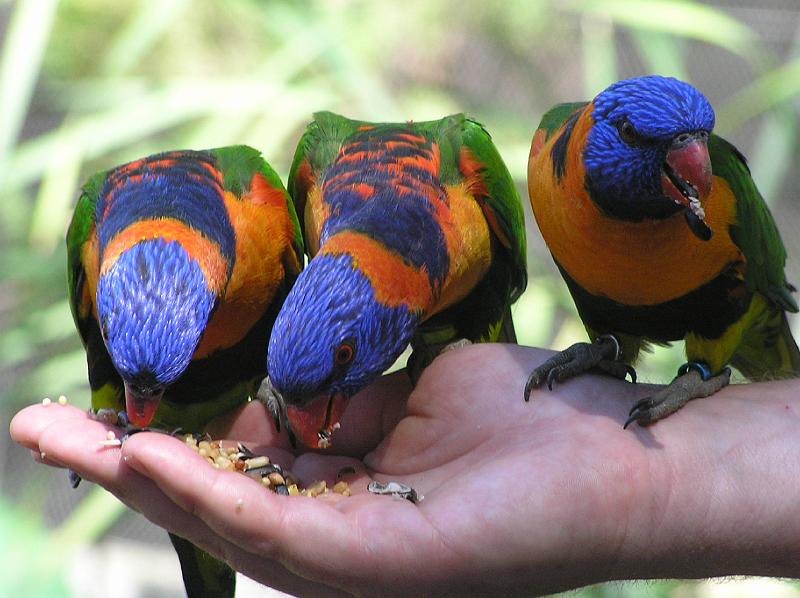 Parakeets.jpg - Parakeets  sind zutraulich, wenn’s was zum futtern gibt.