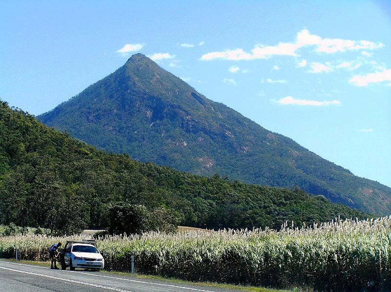 Queensland_Zucker_Rohr.jpg - Zuckerrohrplantage in Queensland