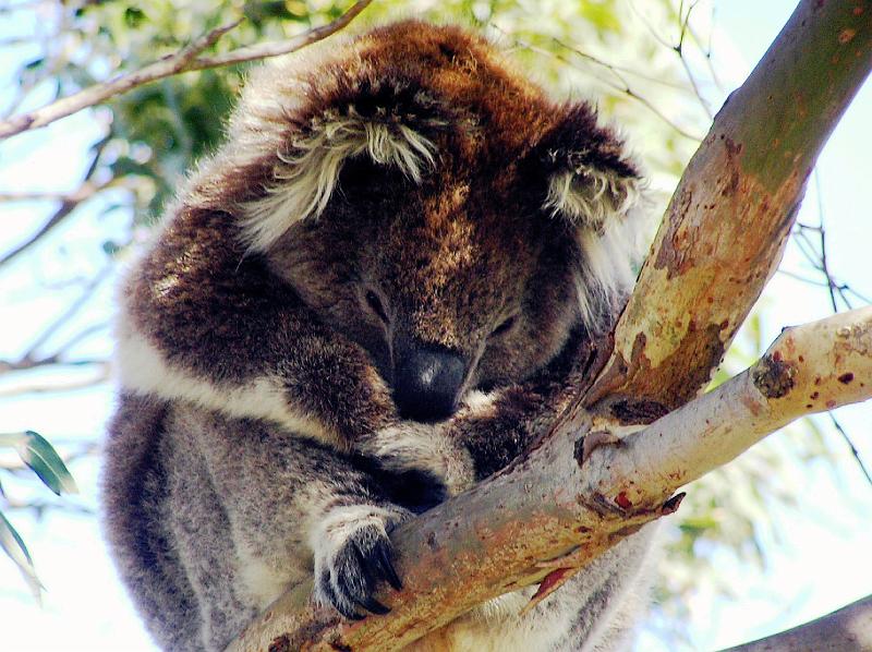 Victoria_Koala_Baer.jpg - Der Koala  auch  Beutelbaer genannt, ist ein baumbewohnender Beutelsaeuger in Australien. Er ist neben dem Kaenguru das am weitesten verbreitete Symbol Australiens.
