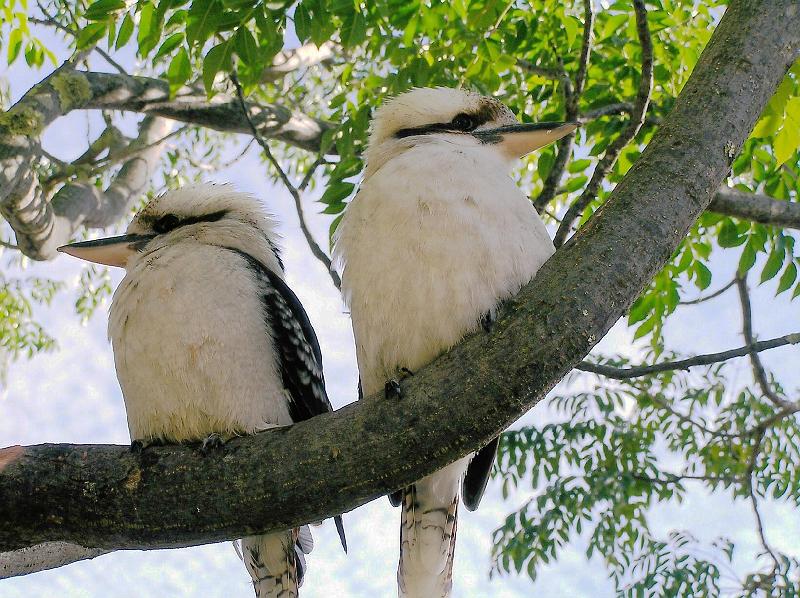 Victoria_Kookaburra.jpg - Der Kookaburra heisst  zu Deutsch Lachender Hans und kommt aus der Familie der Eisvögel. Von den Ureinwohnern in Australien, den Aborigines, wird er Kookaburra (sprich: Kuka-bara) genannt. In Australien gibt es auch eine Silbermünze auf der ein  Kookaburra abgebildet ist.