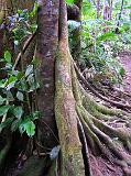 Atherton_Tableland_Qld_Rainforest