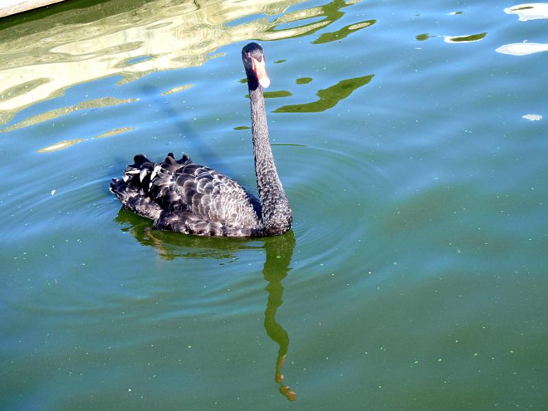 adelaide83.jpg - Schwarzer Schwan auf dem Torrens River.