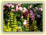 Der Punktierte Gilbweiderich, auch Goldfelberich genannt (Lysimachia punctata), mit Rosen