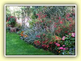 Lavendel, Hortensie und Fuchsien (Fuchsia magellanica)