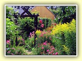 Staudenphlox und Riesen-Goldrute (Solidago gigantea)