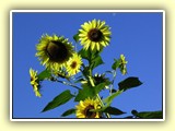 
Sonnenblume mit abnehmendem Mond ( oben mitte rechts)