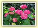 Gartenhortensie (Hydrangea)