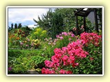 Rispige Flammenblume (Phlox paniculata) und gemischtes Blumenbeet