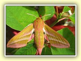 Gäste in unserem Garten. Mittlerer Weinschwärmer (Deilephila elpenor)